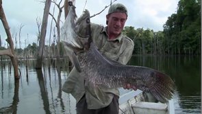 L’aîmara / Amerique du Sud, Guyane Française